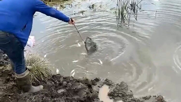 Kura Nehri'nde balık ölümleri: İnceleme başlatıldı