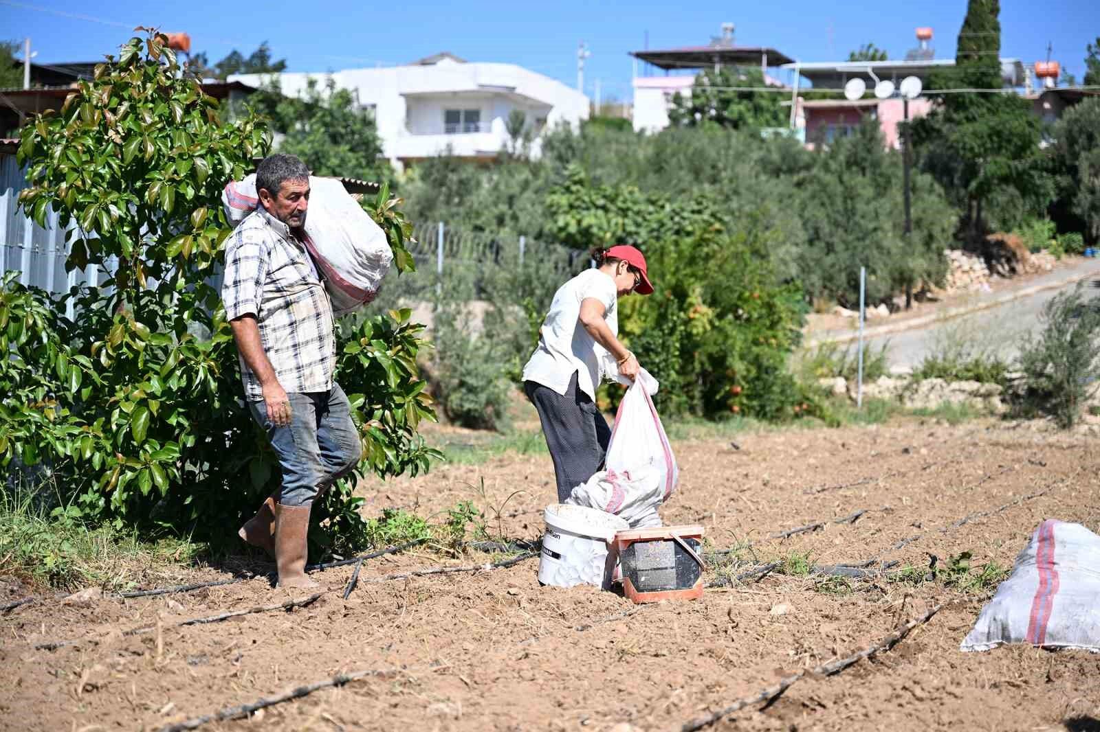 Mersin'de üreticilere 10 bin enginar yumrusu desteği