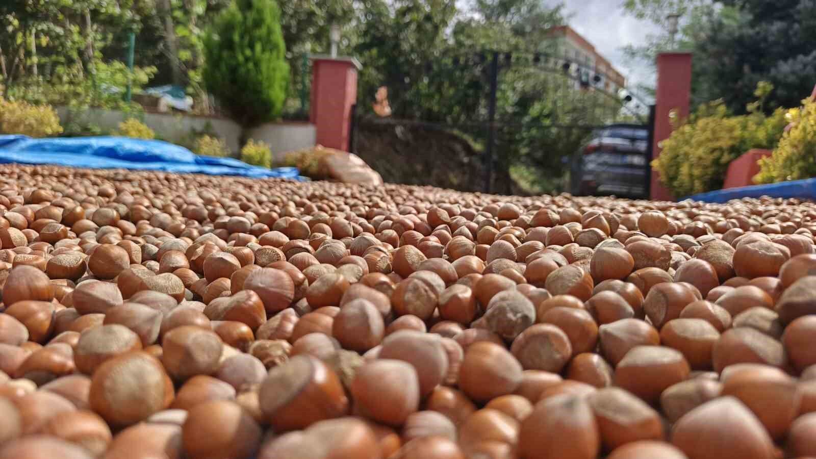 Ordu'nun yüksek kesimlerde fındıkta kurutma mesaisi sürüyor