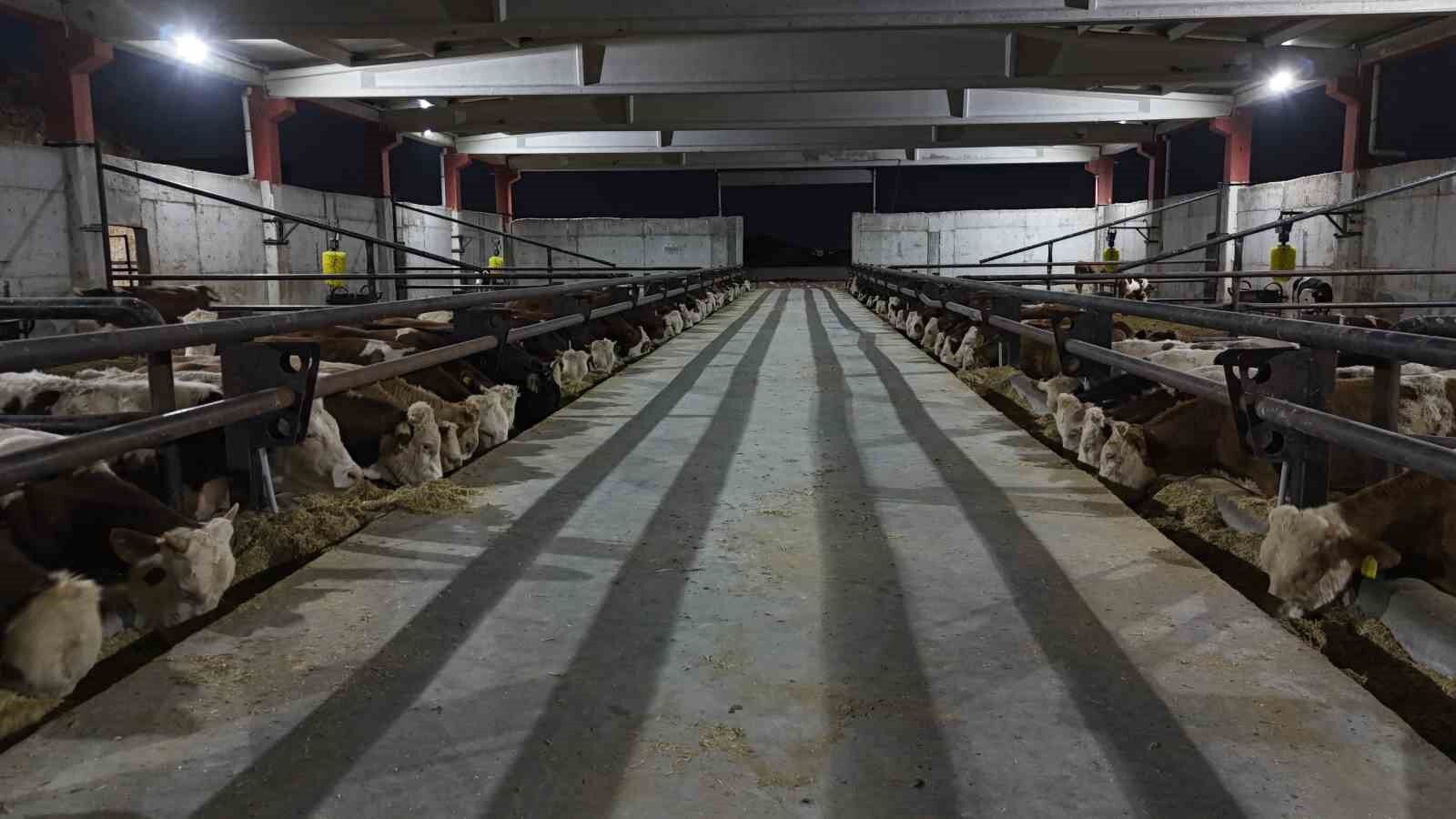 Şanlıurfa kırmızı et üretim merkezi oluyor