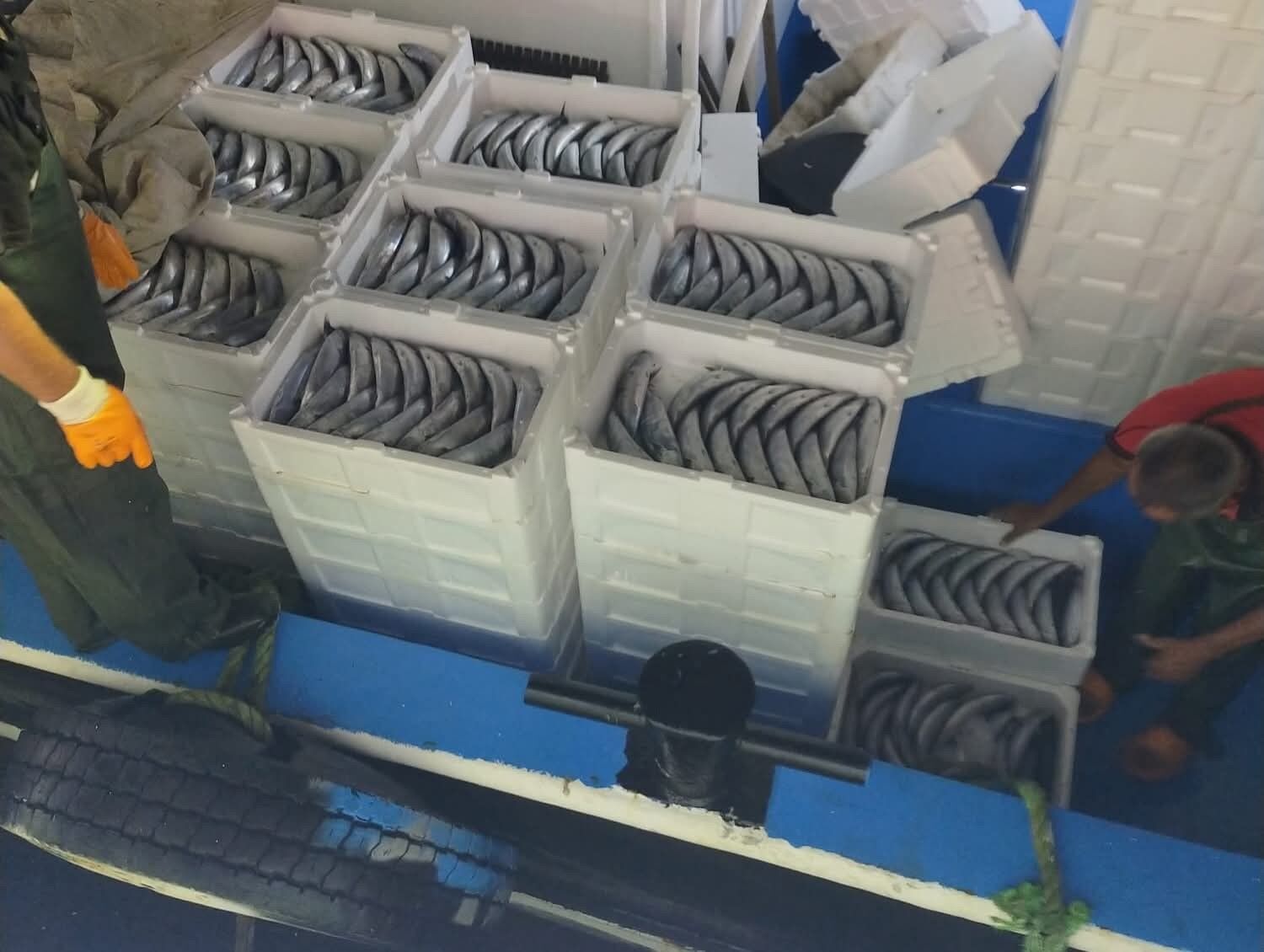 Sezonun ilk gününde avlanan palamutlar İnebolu Limanı'na geldi