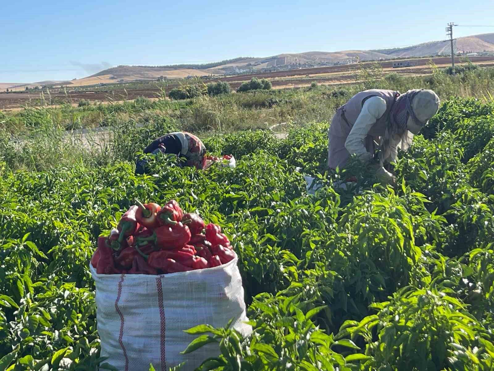 Tarlalardan sofralara acı yolculuk başladı
