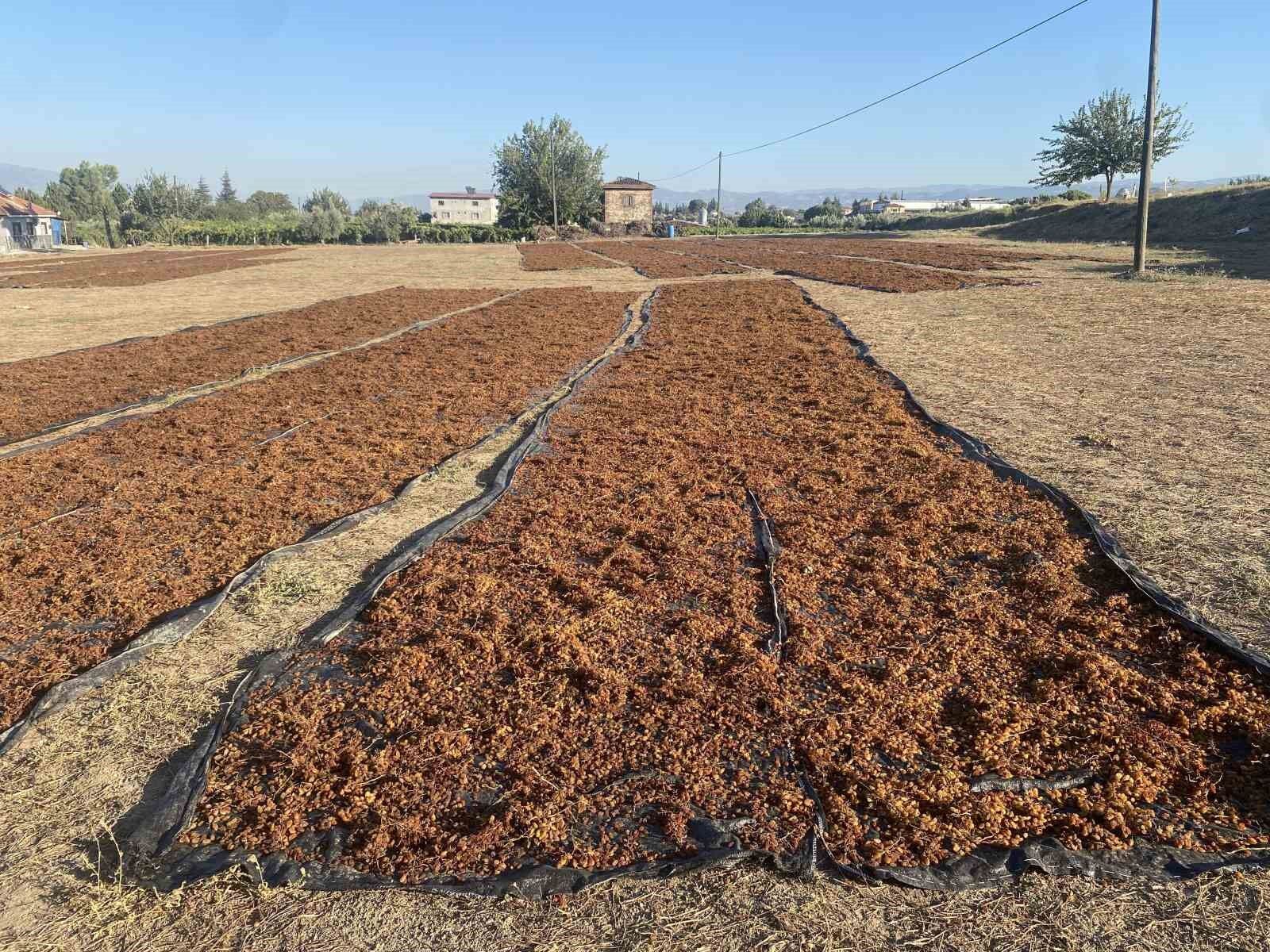 TMO'nun kuru üzüm alımı çiftçiyi rahatlattı