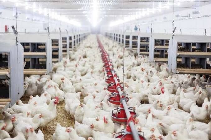 Tavuk eti üretimi Temmuz ayında yüzde 8,4 oranında artarak 251 bin 861 ton oldu
