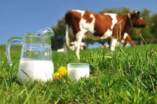 Ticari süt işletmelerince 987 bin 634 ton inek sütü toplandı