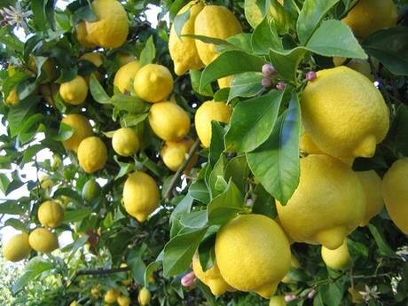 Limon-4