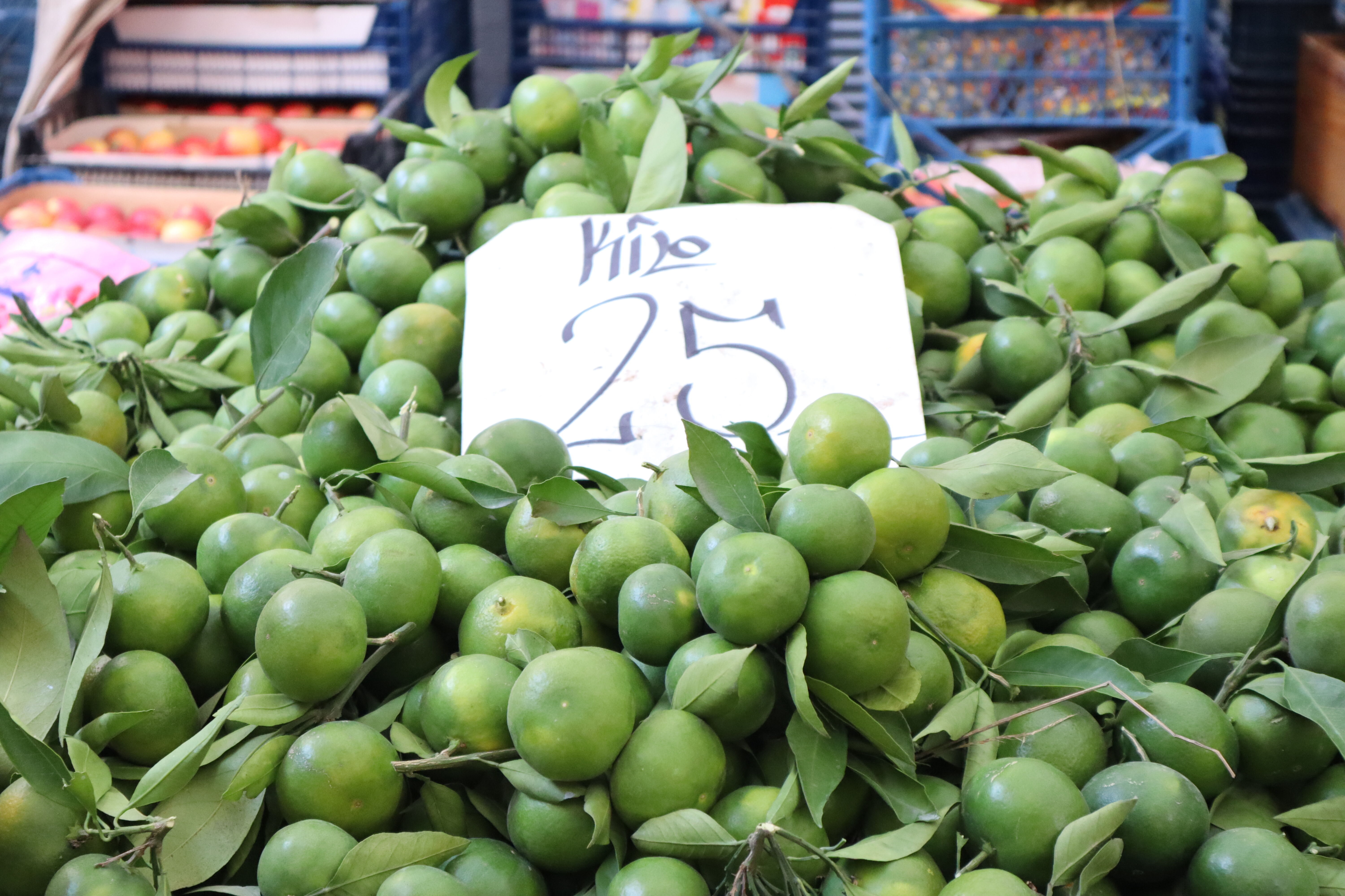 Mersinmandalina (3)