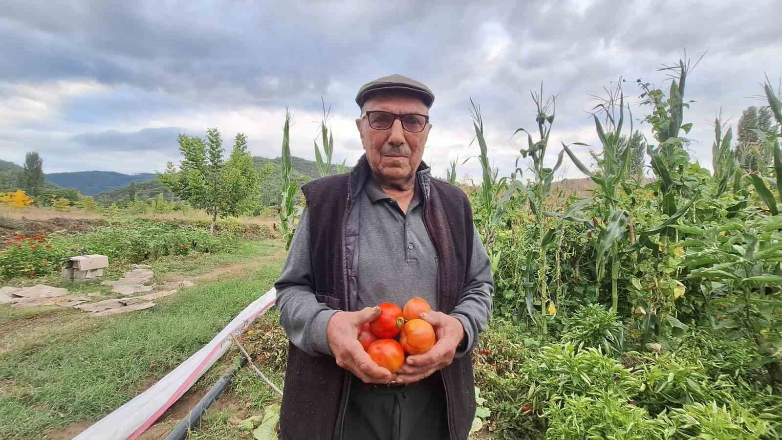 Dededen kalan domates tohumunu geleceğe taşıyor