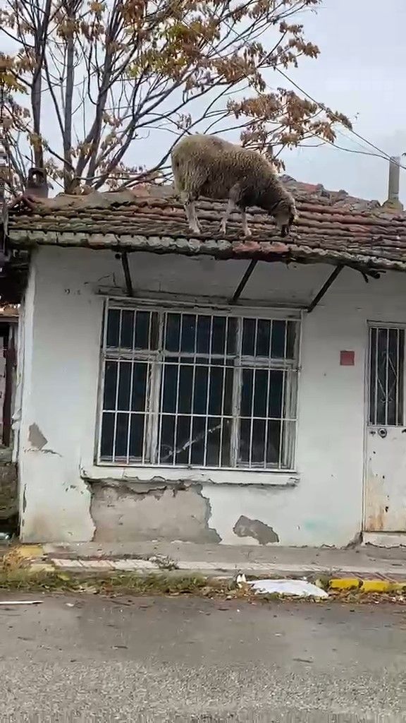 Edirne'de çatıya çıkan koyun şaşırttı: Otları yemek için çatıya çıktı