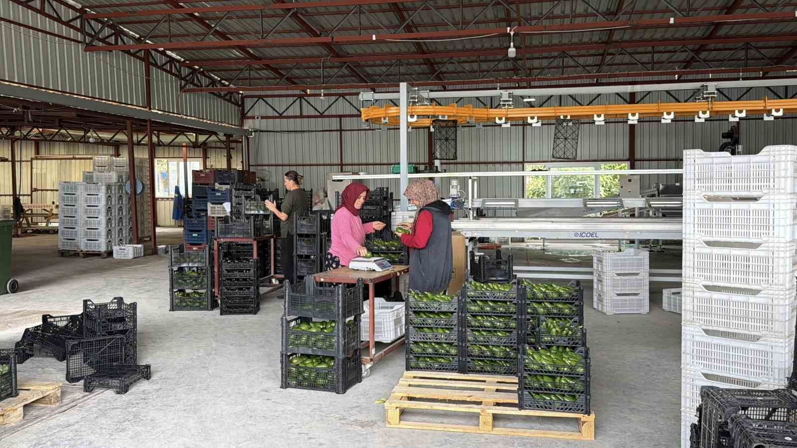 Gazipaşa avokadosu Gürcistan yolcusu