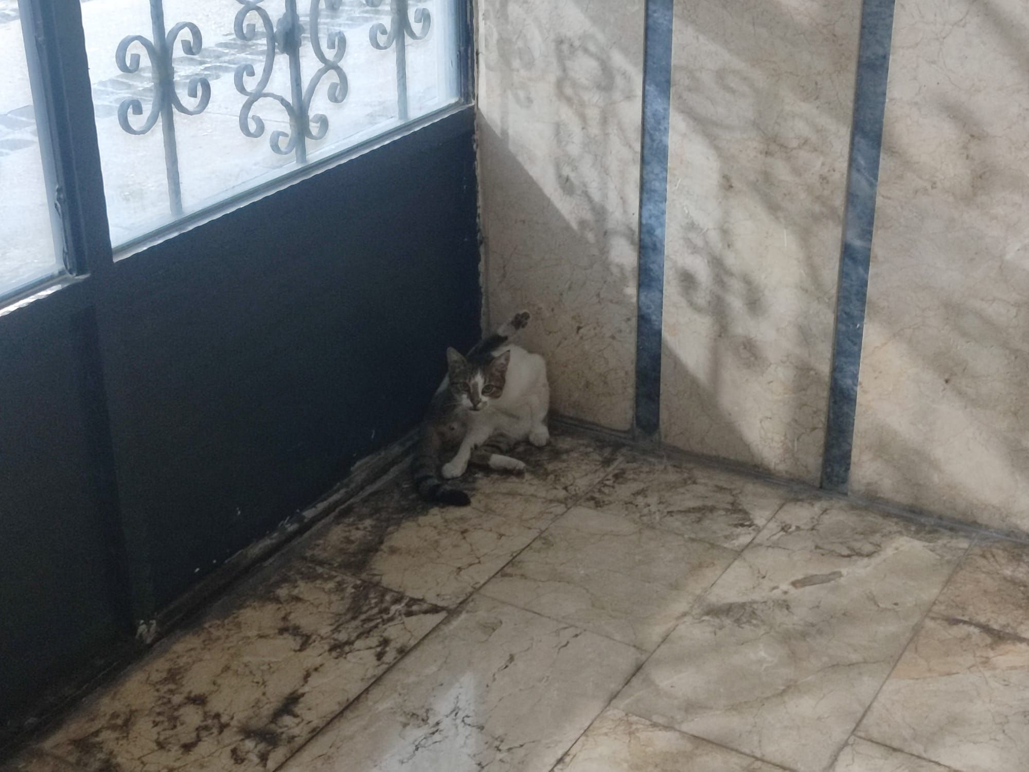 Kedi2
